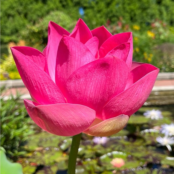 Meet your Posher, E🌸 - Picture 5 of 15